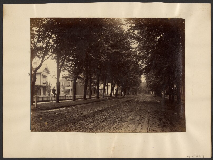 [Tree Lined Street]