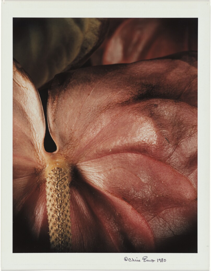 Untitled (Anthurium)