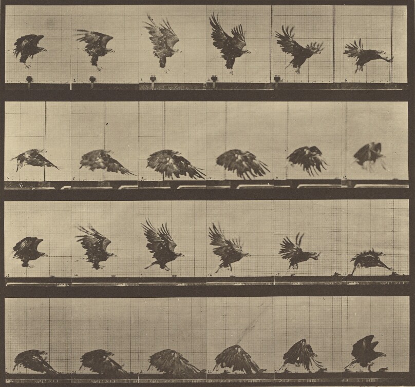Animal Locomotion