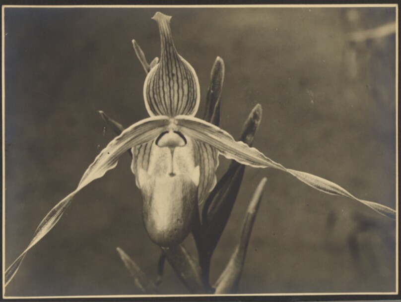 Cypripedium Rothschild