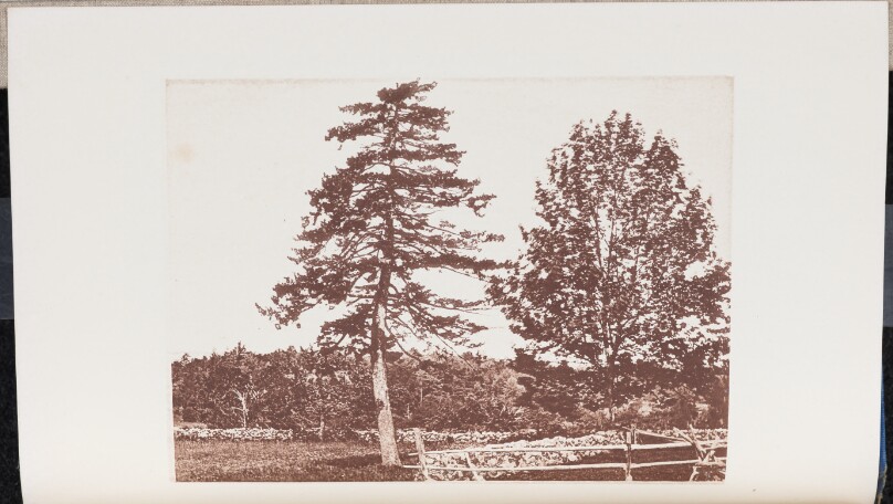 Black Spruce near two hundred Years old on the Chever Farm in Saugus