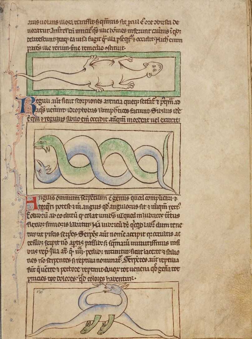 A Basilisk; Snakes; Vipers