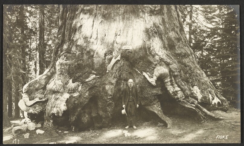 Section of Grizzly Giant (diameter, 33 feet). Mariposa Grove.