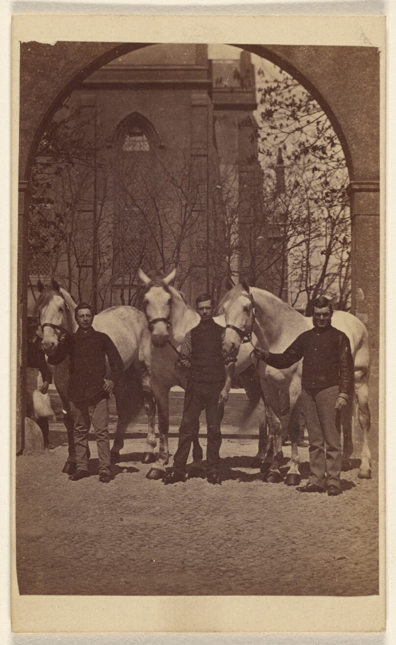 [Three men posing with three white horses]