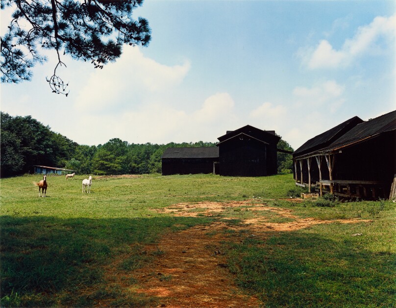 Horses and Black Building, Newbern, Alabama