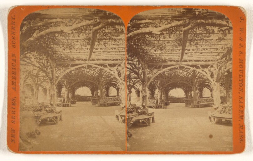 Interior Vine Clad Arbor. [Central Park, New York]