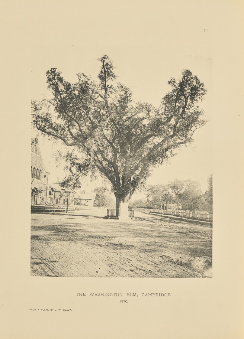 The Washington Elm, Cambridge