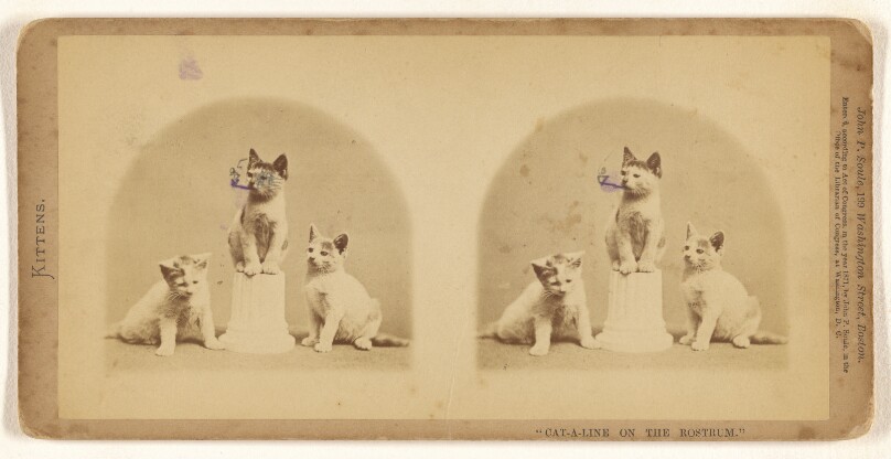 "Cat-a-line on the Rostrum."