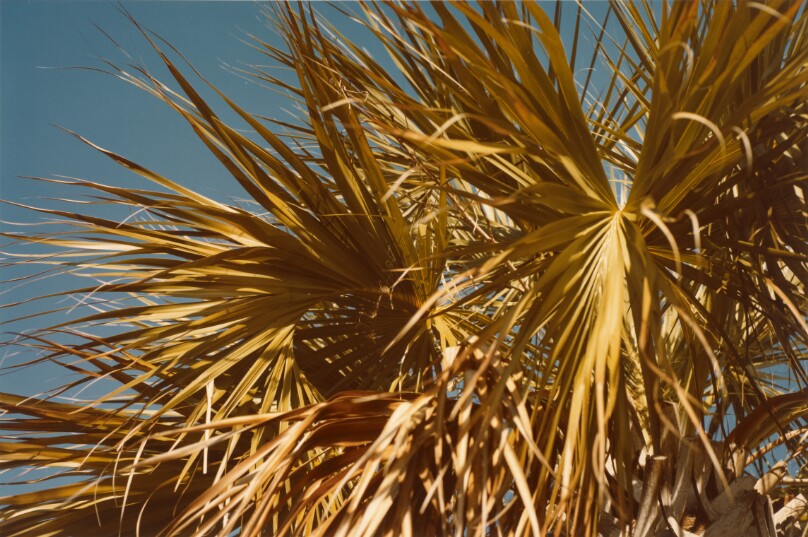 [Palm leaves, Jamaica]