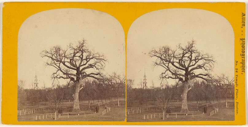 The old Elm[,] Boston Common.