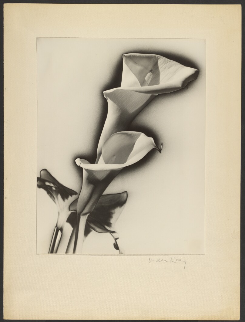 [Calla Lilies]