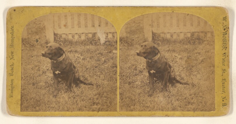 [Dog on lawn]