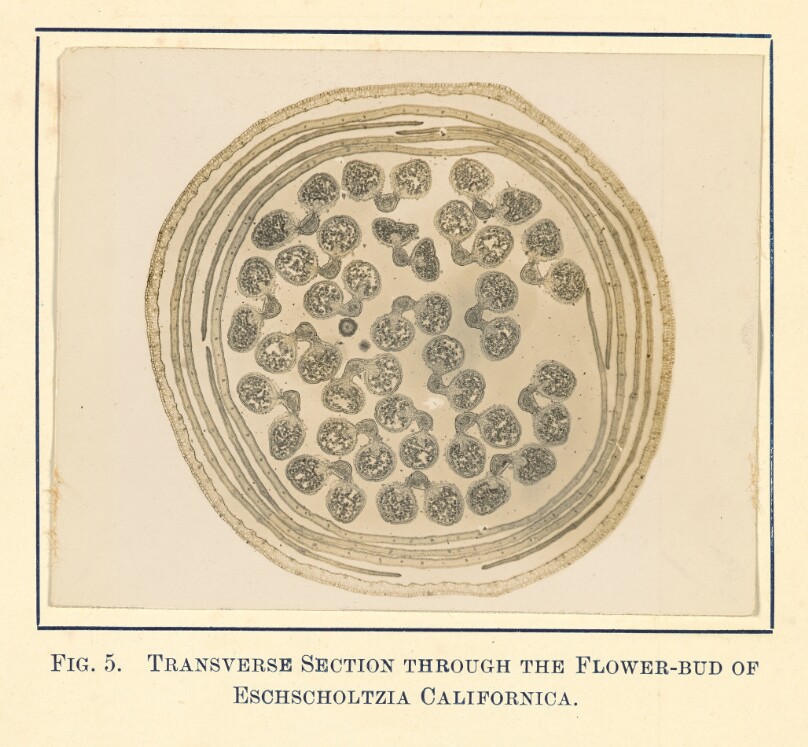 [View of  Eschscholtzia Californica - Transverse Section]