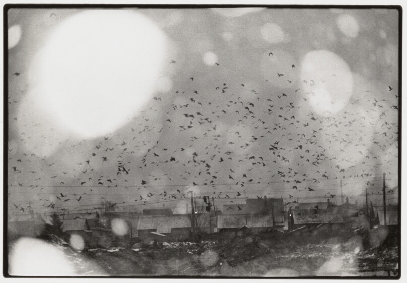 Nayoro (birds over water/village)