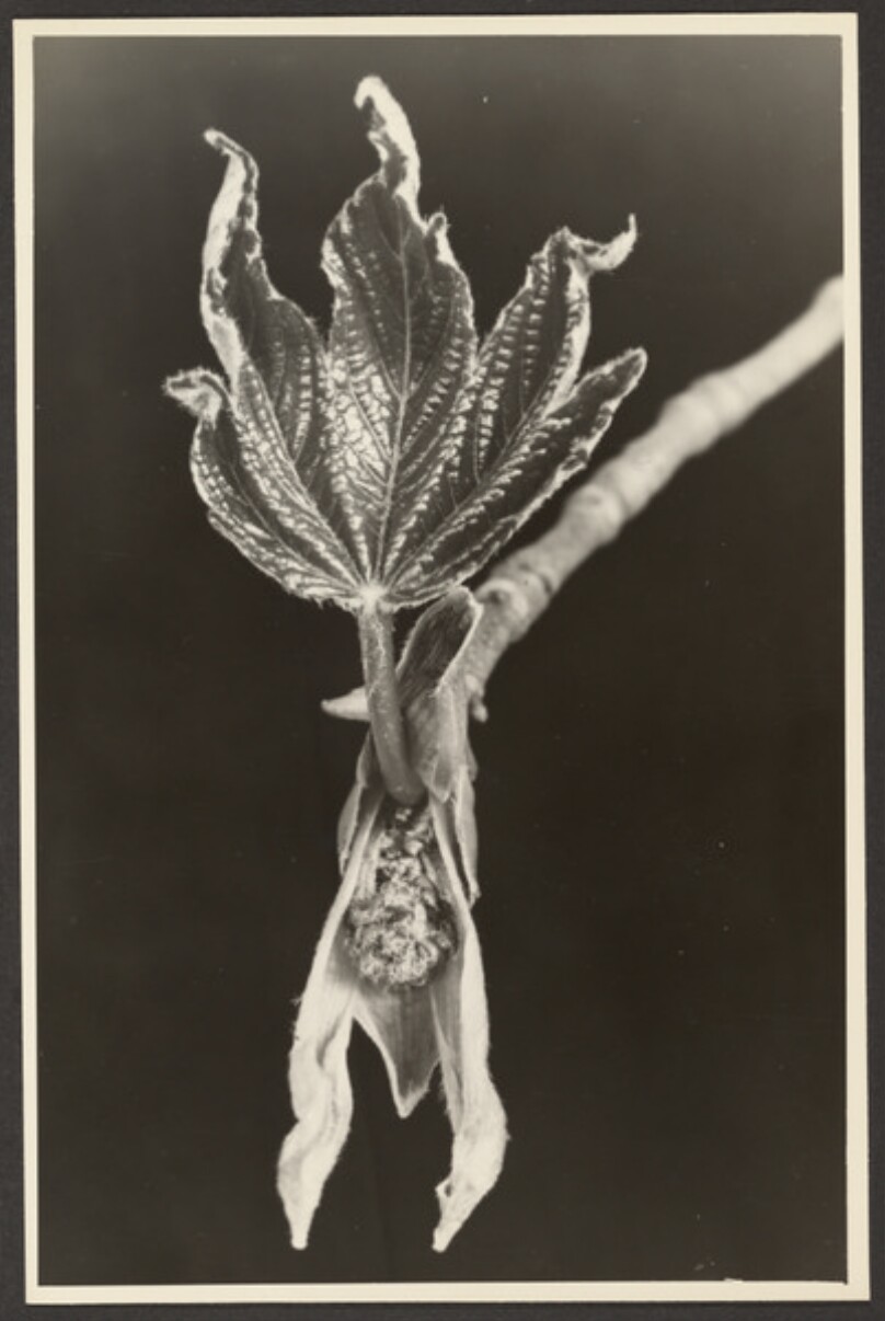 [Leaf and flower on branch]