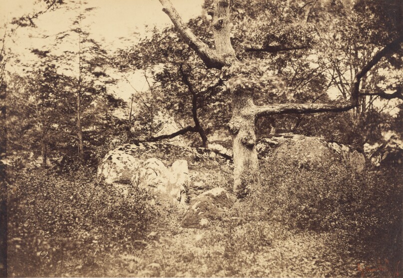 Gnarled Oak Tree near l'Epine Crossroads