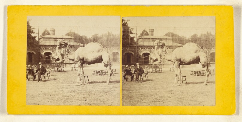 The Camel, or Dromedary. (Camelus Dromedarius.)