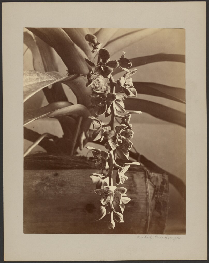 Orchids, Ceylon