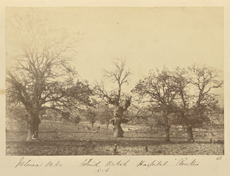 Valonea Oaks behind British Hospital Renkioi