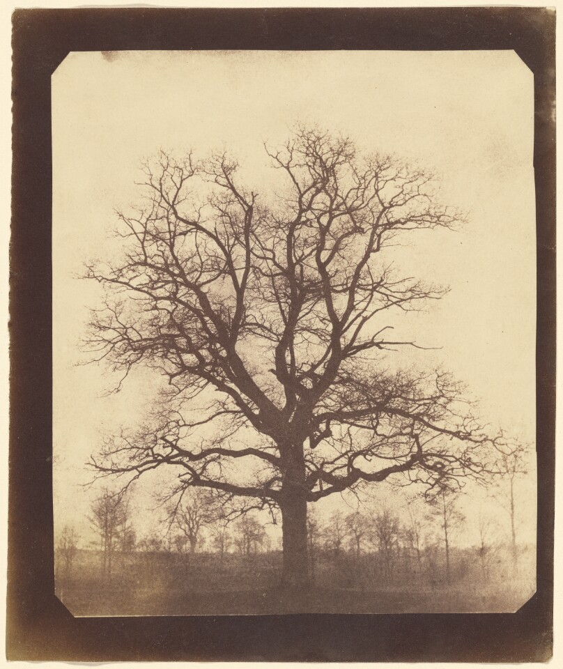 [An Oak Tree in Winter]