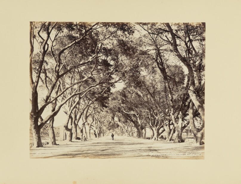 Caire, Allée de Choubra