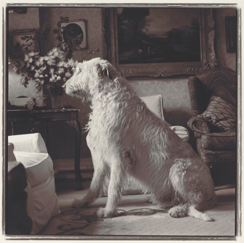 Wolfhound