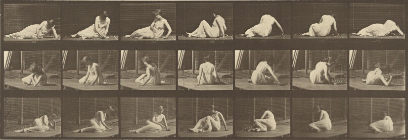 Animal Locomotion
