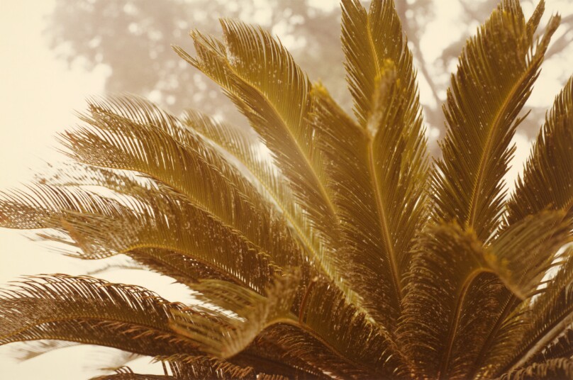 [Palm leaves, Jamaica]