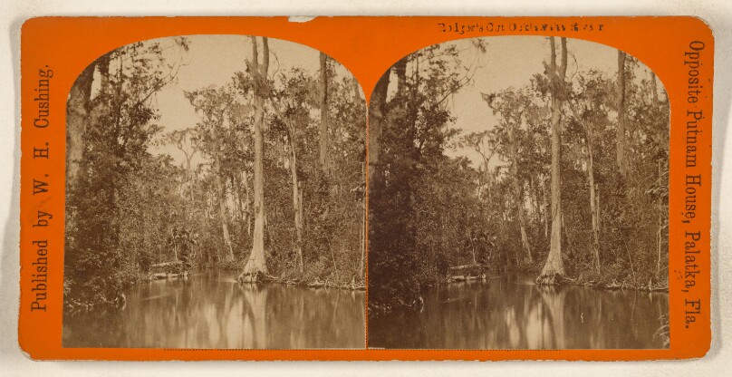 Rolger's Cut, Ocklawaha River. [Florida]