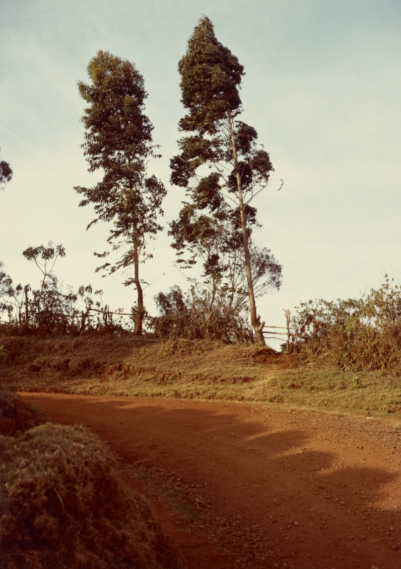 [Dirt Track with Two Trees]