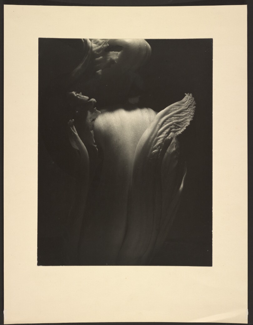 [Chinese Cabbage]