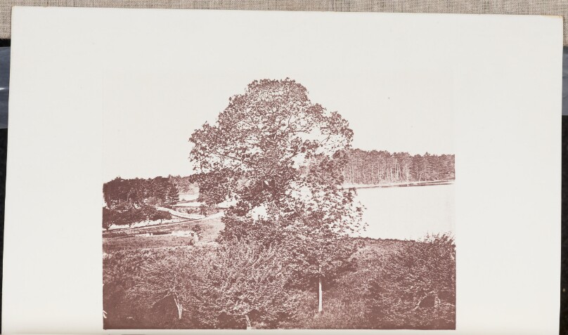 Trees near Mystic Pond in Medford, with their Foliage half developed