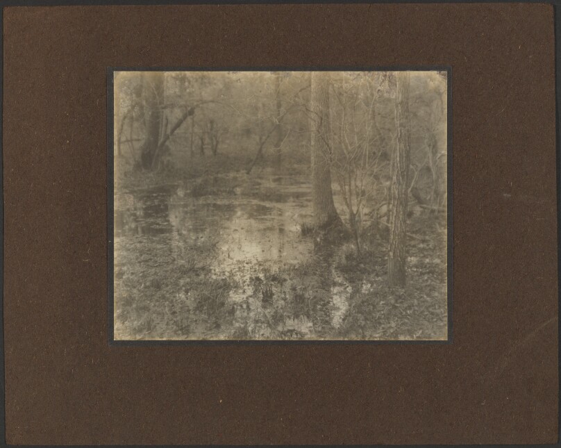 Pool in the Woods - Evening
