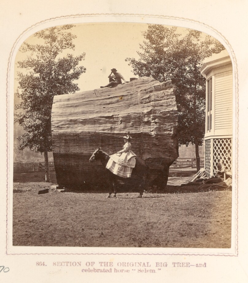 Section of the Original Big Tree - and Celebrated Horse "Selem"