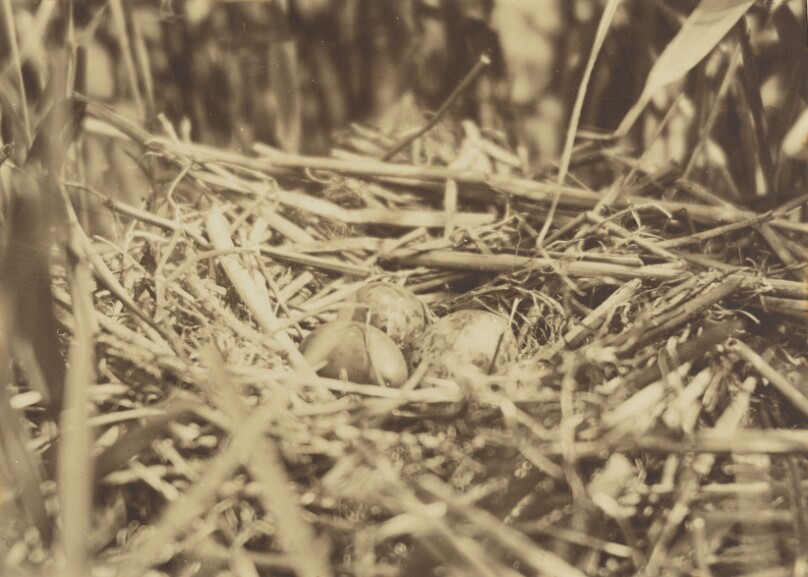 Bird nest