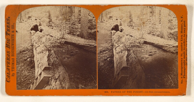 Father of the Forest - 112 feet circumference.