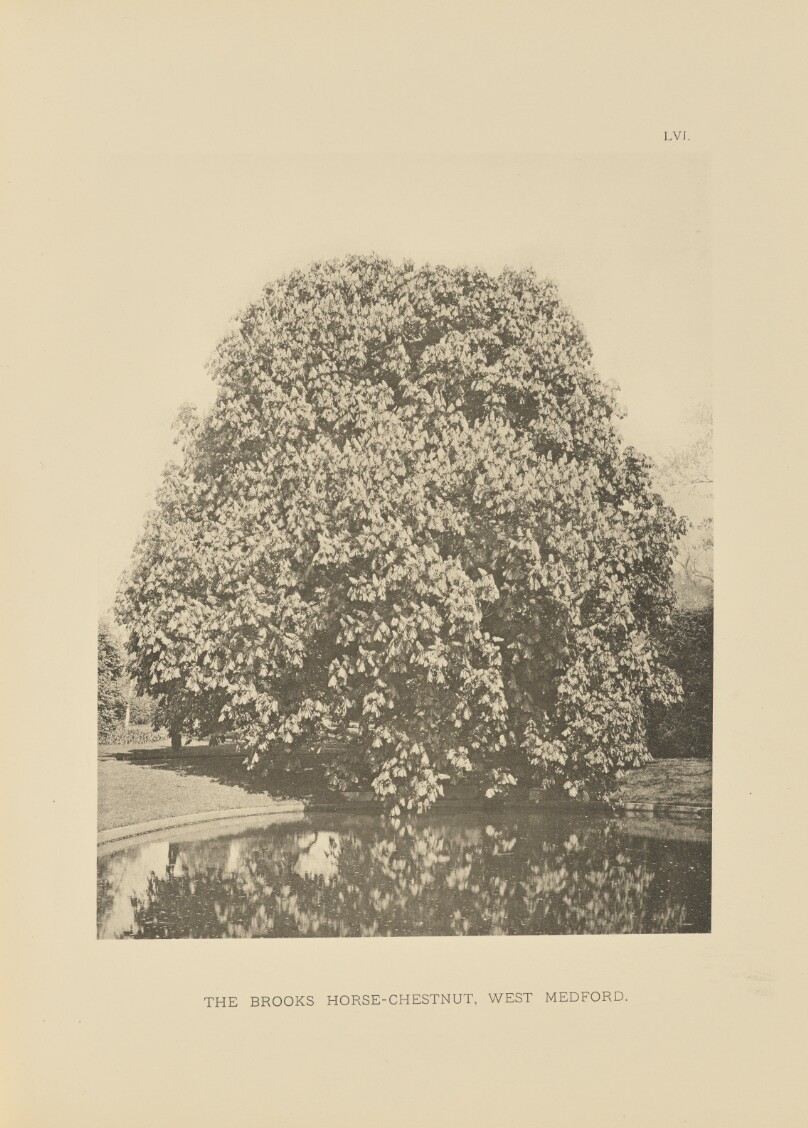 The Brooks Horse-Chestnut, West Medford