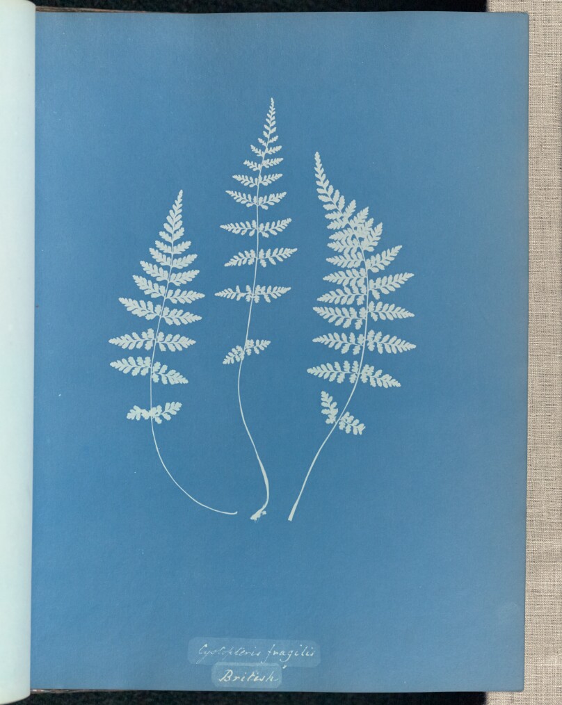 Cystopteris fragilis, British