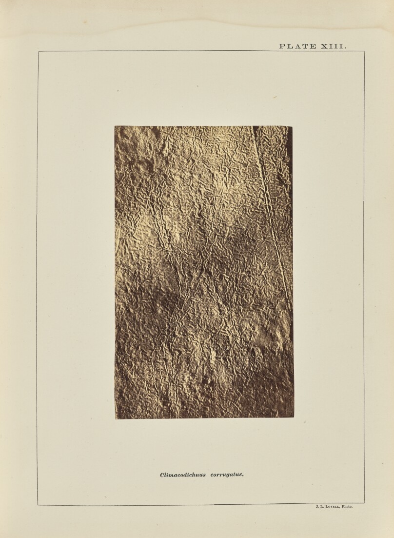 Climacodichnus corrugatus