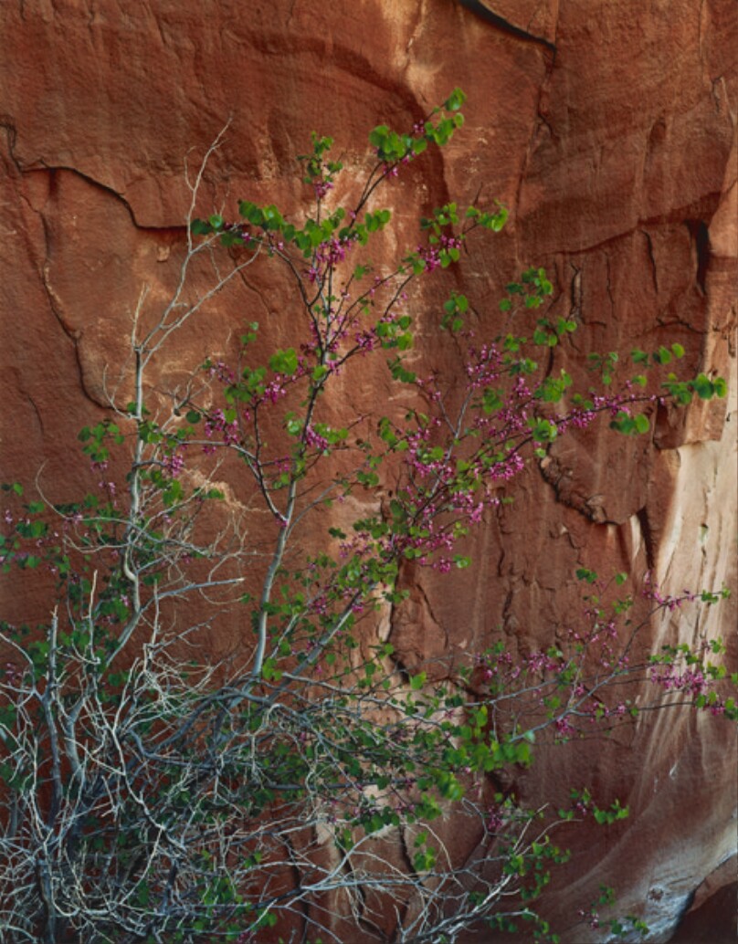 Redbud in bloom.  Hidden Passage, Glen Canyon