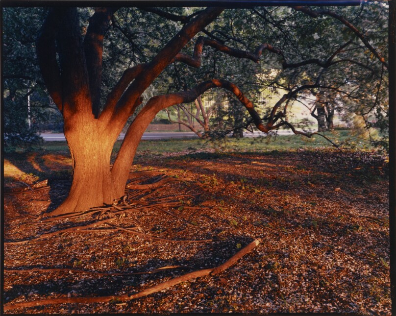 Central Park, North of the Obelisk, Behind the Metropolitan Museum of Art, New York