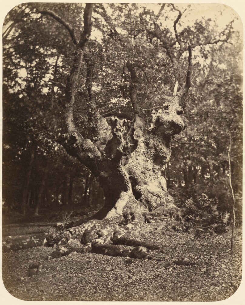 [Gnarled Tree]