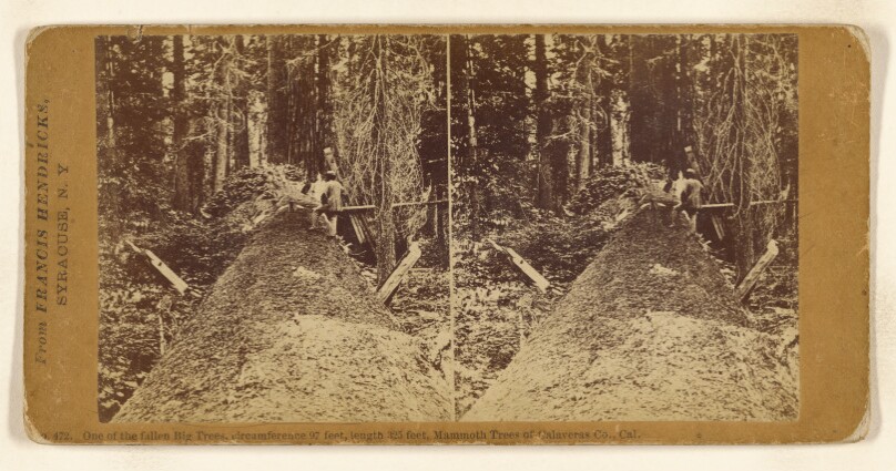 One of the fallen Big Trees, circumference 97 feet, length 325 feet, Mammoth Trees of Calaveras Co., Cal.