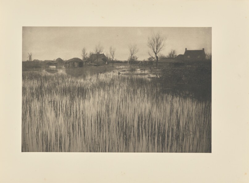A Rushy Shore