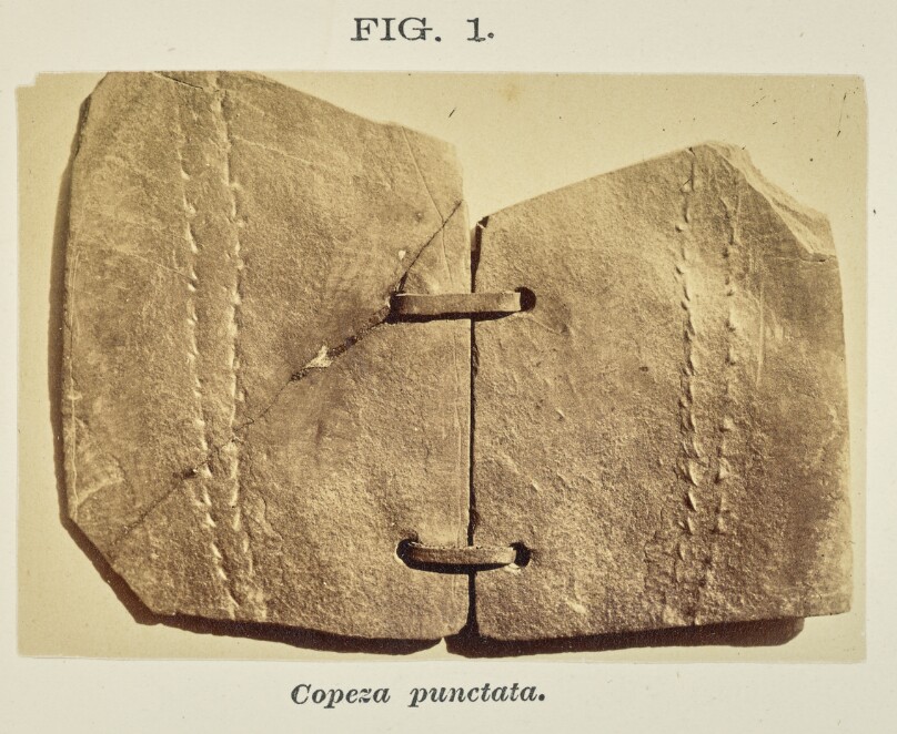 Copeza punctata