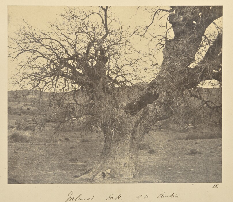 Valonea Oak, B.H. Renkioi