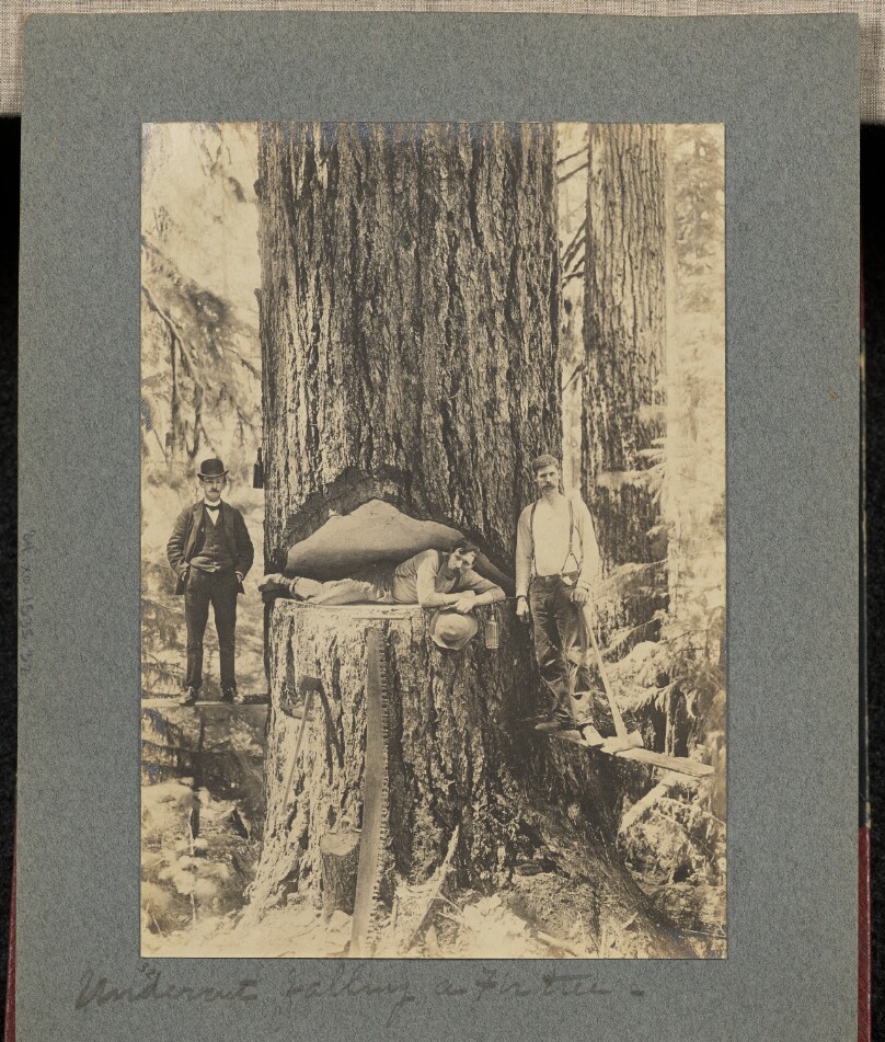 Undercut Falling a Fir Tree