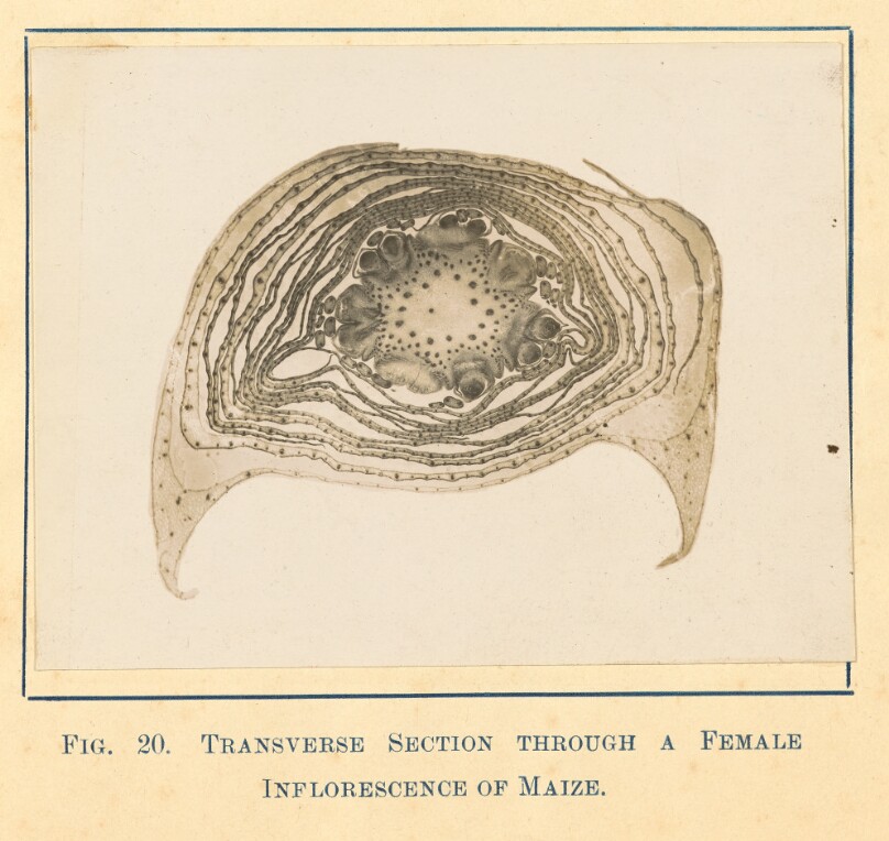 [View of Maize Plant - Female Transverse Section]