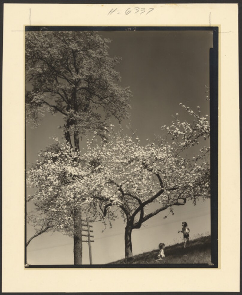 [Edward Steichen's Grandchildren]