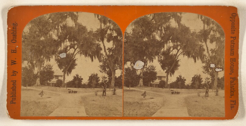 [View of path leading to large house surrounded by moss-covered live oaks, worker in front lawn, possibly at Palatka, Florida]